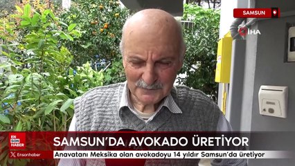 Samsun'da avokado hasadı yapıyor