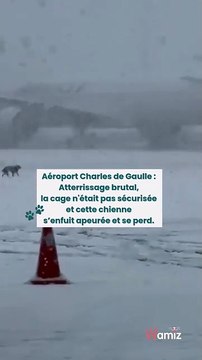Aéroport Roissy : La petite chienne de cette jeune fille s'est échappée de la soute de l avion Air France dans lequel elle voyageait : Elle lance un appel à l'aide pour la retrouver