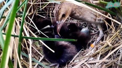 Những Loài Chim Mặt Đất Kỳ Lạ - Nhịp Điệu Nhún Nhảy Như Dancer Của Dẽ Gà Mỹ