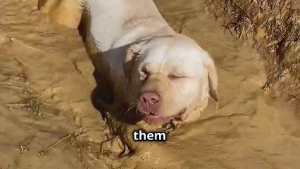 Gross ?  - Why Do Dogs Love Rolling in Smelly Stuff ?