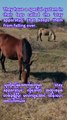 Can Horses Sleep Standing Up? Fascinating Facts About Horses!