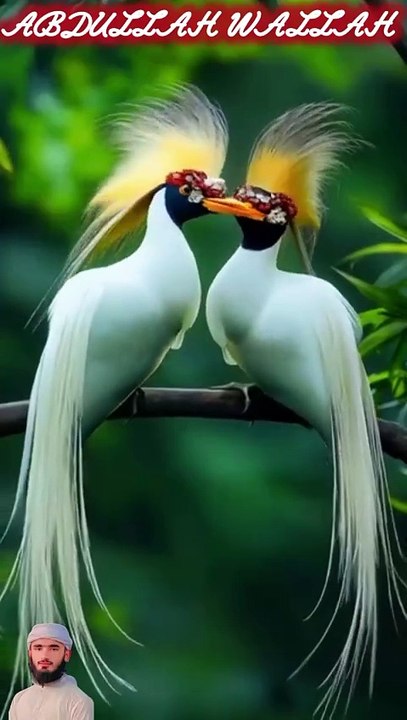 surah mulk 15 create #shorts #viralvideo #shortsvideo #shortfeed #NatureInspiredByQuran #bird