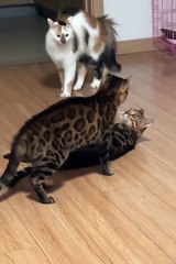 Animals short funny videos  #cat #cuteanimls #funnyanimals #funny #cute #funnypets #aniamals