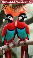 surah mulk 17 create #shorts #viralvideo #shortsvideo #shortfeed #NatureInspiredByQuran #bird