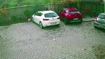 Vicdansızlığın böylesi! Bahçede duran köpeği tekmeledi