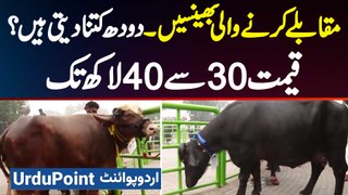 Sheikhupura Me Bhainson Ka Mela - Konsi Bhains Ziyada Doodh Deti? Sab Se Achi Breed Ki Bhains Konsi?