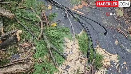 Beşiktaş'ta lodos nedeniyle ağaç otomobilin üzerine devrildi