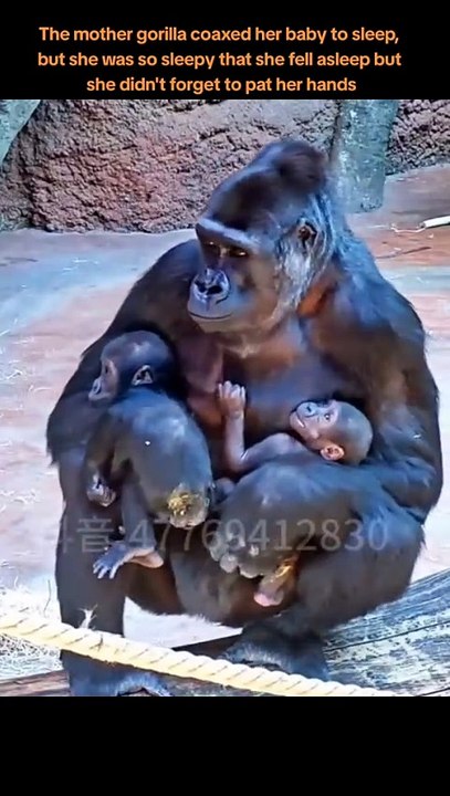 Gorillas