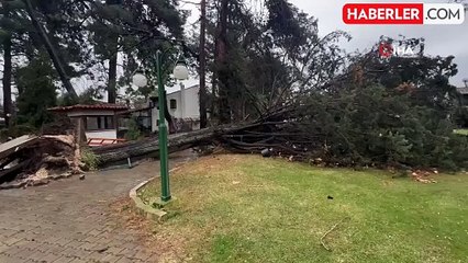 İznik'te Dev Çam Ağacı Devrildi, Sakinler Panik Yaşadı