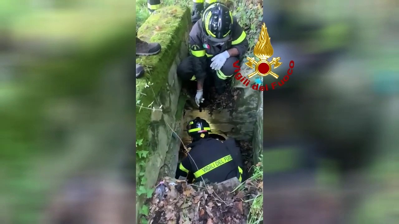 Capriolo ferito incastrato in un cunicolo: salvato dai vigili del fuoco