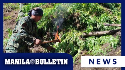 Cops seize, destroy P7.6-M worth of marijuana in Kalinga plantation raid