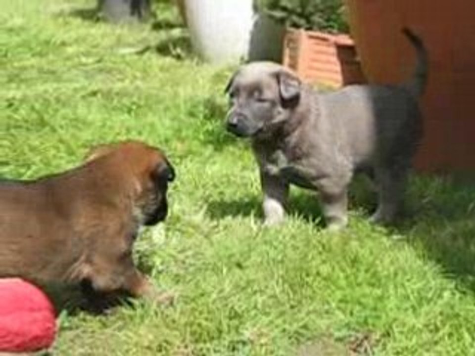 2 è sortie des BB d'Athéna et De S'Léon à 26 jours