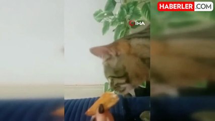 İzmir'de ev sahibi, "kedinizi atın" deyip kiracısını çivili sopalarla darbetti