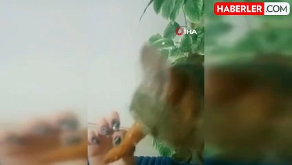 İzmir'de ev sahibi, "kedinizi atın" deyip kiracısını çivili sopalarla darbetti