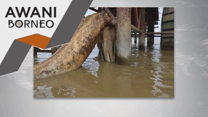 SFC sahkan penemuan bangkai ikan paus di Triso