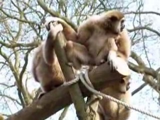 Le chant des gibbons