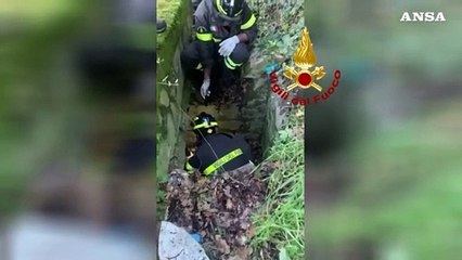 Capriolo incastrato in un cunicolo, salvato dai Vigili del Fuoco