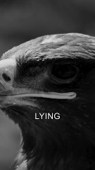 Your Excuses Are Lies - Motivation Speech