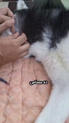 التخلص من حشرة مصاص دماء الكلاب