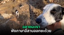 ฉลาดแสนรู้ สุนัขต้อนแกะที่อิสราเอลฟังภาษาอีสานออกซะด้วย