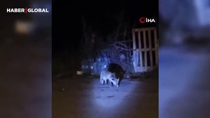 Tilkiler mahalleyi mesken tuttu