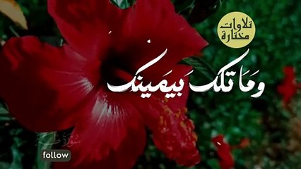 حاجه من عالم اخر ♥♥ من القارئ.؟! . #quran #قران #الليثي #الشحات #الشيخ_محمد_الليثي