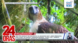 #KuyaKimAnoNa? - Chick #30, pinakaunang eaglet na napisa sa NBBS Davao; Alitaptap sa Masungi Georeserve; Plant Nursery sa Negros Occ., tahanan ng daan-daang carnivorous plants; Bilong-bilong o moonfish, dagsa sa Tibiao,... | 24 Oras