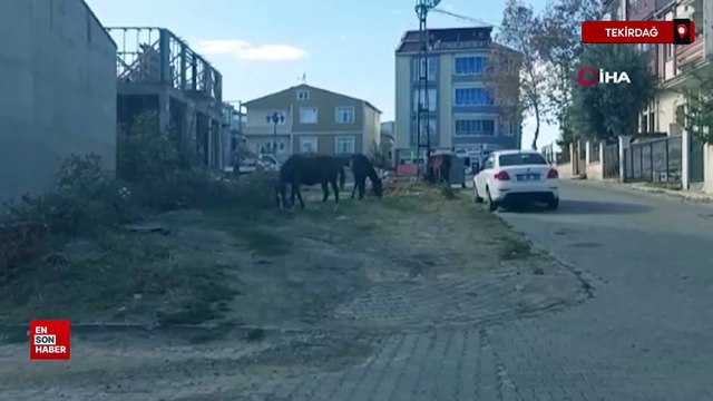 Tekirdağ'da sokaklarda gezen başıboş atlar