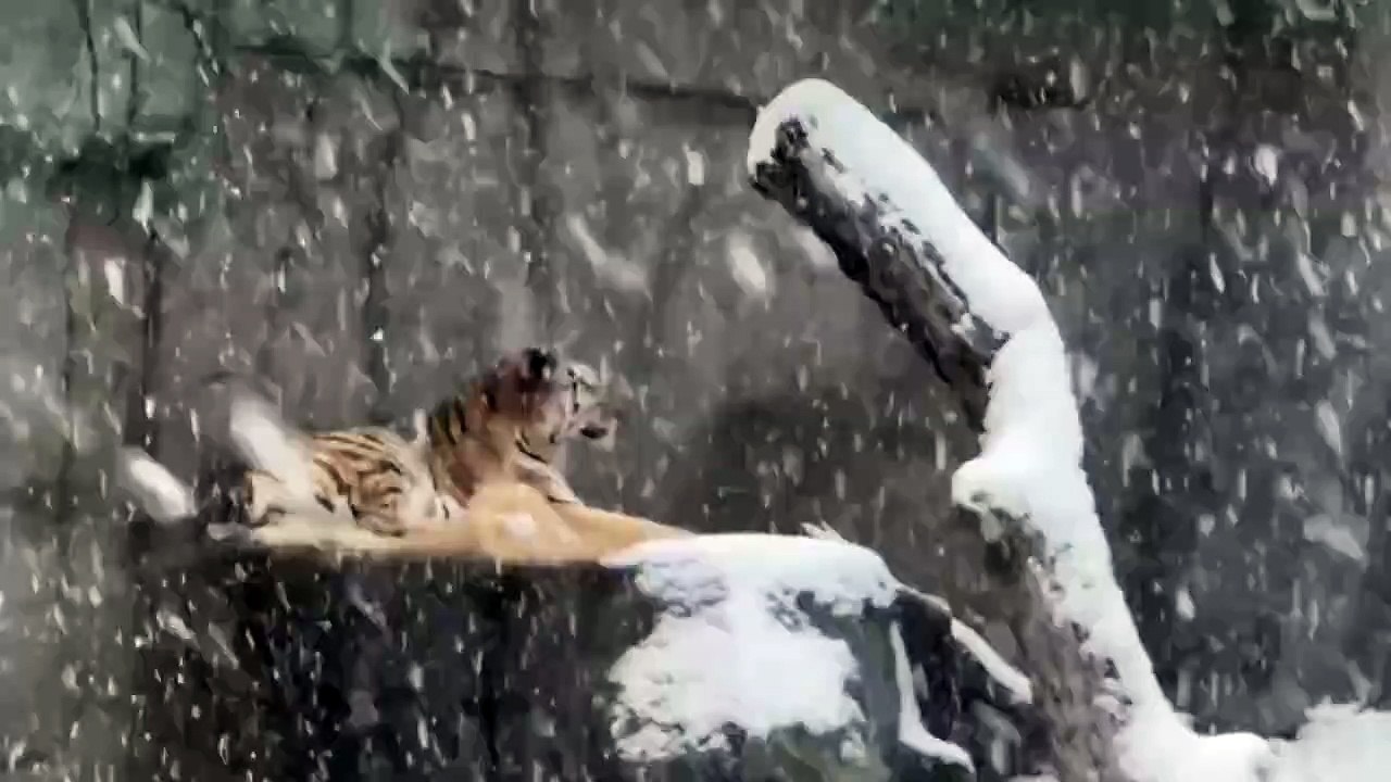 No Comment: Tiere im Brookfield Zoo genießen den ersten Schnee
