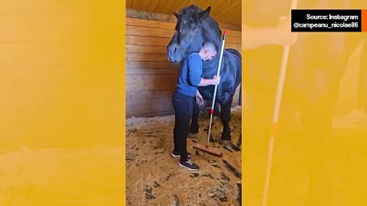 Suloinen video: hevonen ei pysty hillitsemään kiintymystään hoitajaansa kohtaan