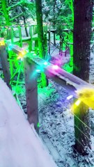 Landmark light trail 2024 Ancient Forest Twi-LIGHTS
