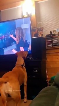 Funny animal videos 😹🤣 #funnyanimals #pet #cat #dog #cute #animals