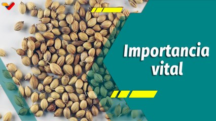 Punto Verde | Las Semillas: Origen de la vida