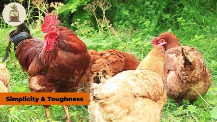 How Amish Prevent Chicken Diseases Without Vaccines(1080P_HD)