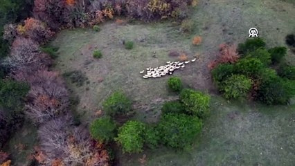 Bartın'da sürüden ayrılan koyunu kurt kaptı | Video Haber