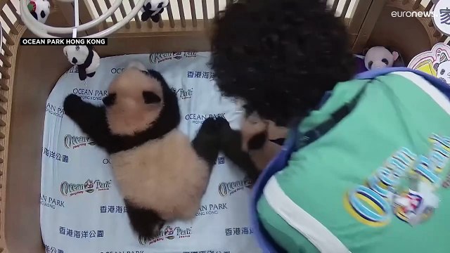 هونغ كونغ تحتفل بـ100 يوم على ولادة أول توأم باندا في تاريخها