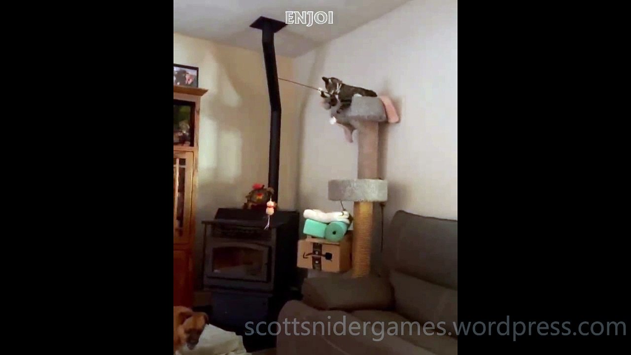 Dogs & Cats Funny Video #3 (11-23-2024)