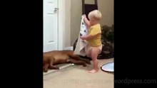 Dog Funny Video #33 (11-23-2024)