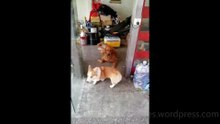 Dog Funny Video #34 (11-23-2024)