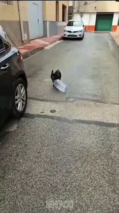 Dog Funny Video #35 (11-23-2024)