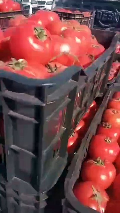 هذه هي أسعار الطماطم هذا الصباح من سوق الجملة بواد سوف.