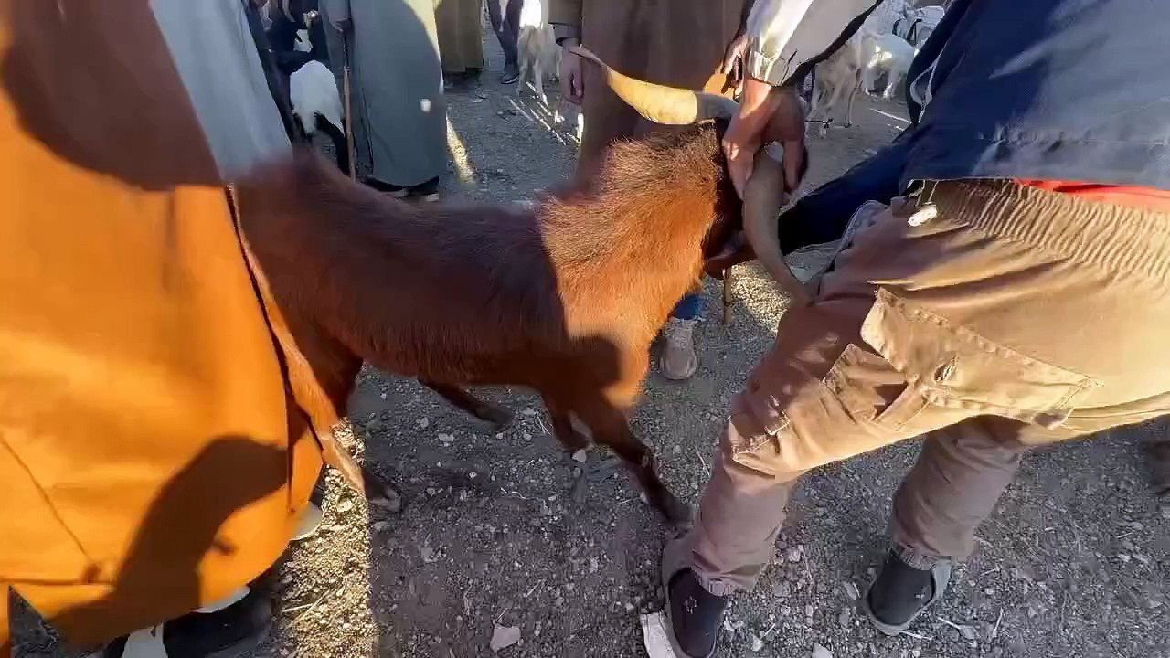 شاهد أسعار الماعز من سوق المواشي بسيدي بلعباس