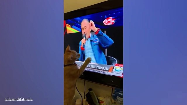 Funny Cat Videos You’ve NEVER Seen Before