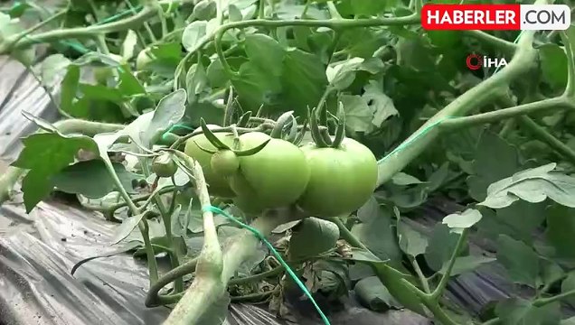 Antalya'da Hortum Felaketi: Evler ve Seralar Zarar Gördü