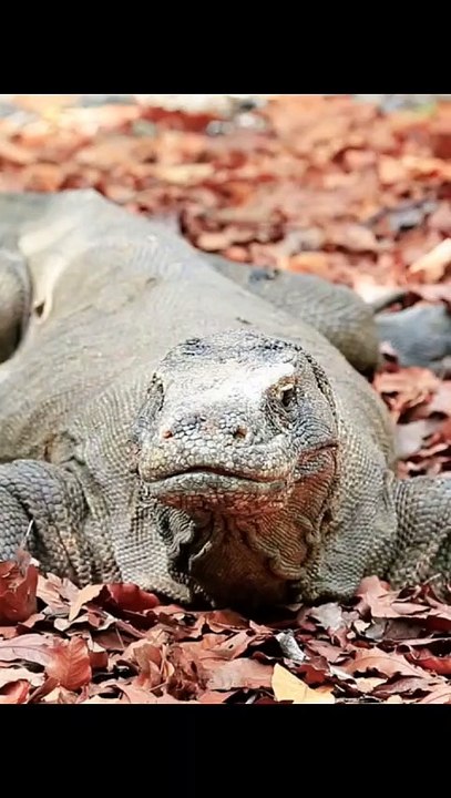 Komodo binatang purba indonesia