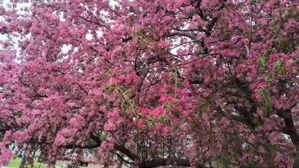 Beautiful Colorful Lovely Spring in Detroit | Colorful Spring | Metro Area