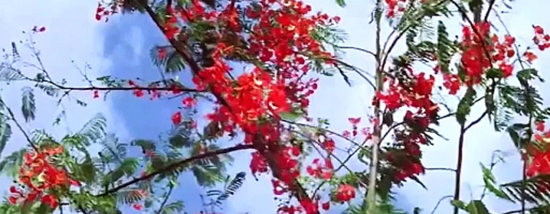 Devdas Hindi Film Shahrukh Khan Madhuri Dixit Aishwarya Rai