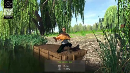 Catching Trophy Leather Carp at Weeping Willow | Fishing Planet