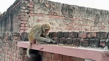 बंदर की मजेदार वीडियो