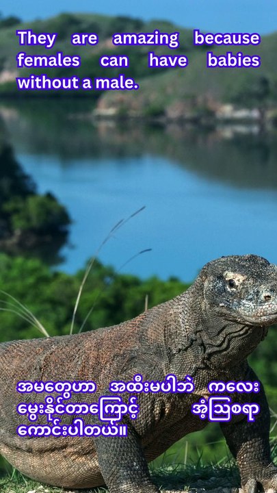 Amazing Komodo Dragons: How They Reproduce Without Males!
